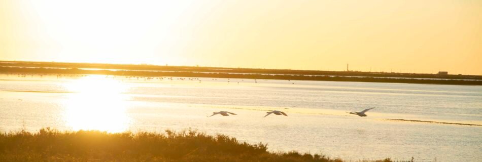 Coucher de soleil en camargue